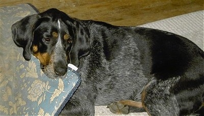 Sadie Mae the Bluetick Coonhound laying on a rug and its head on a pillow
