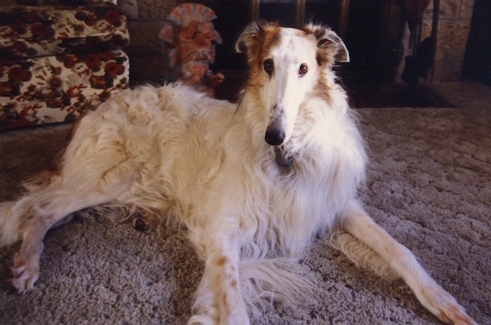 Titus the Borzoi laying on a fuzzy carpet in front of a recliner and looking at the camera holder