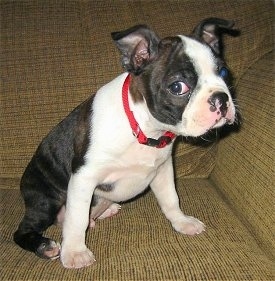Ben the Boston Terrier puppy wearing a red collar sitting on a tan couch looking at the camera holder
