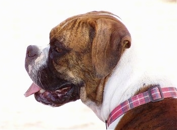 Right Profile - Banzai the Boxer with its mouth open and tongue out wearing a plaid red collar