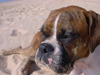 Close Up - Canzai the Boxer laying down on sand at the beach