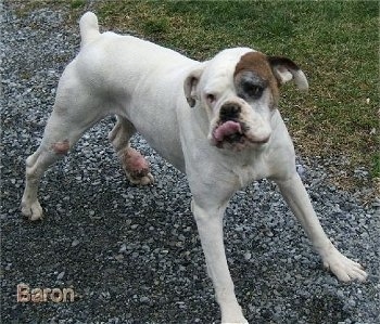 Baron the Boxer standing on gravel with its tongue touching its nose. The name'Baron' is overlayed in the Bottom Left hand corner