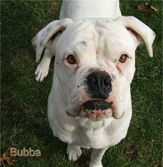 Close Up - Bubba the Boxer standing in grass. The name 'Bubba' is overlayed in the Bottom Left hand corner
