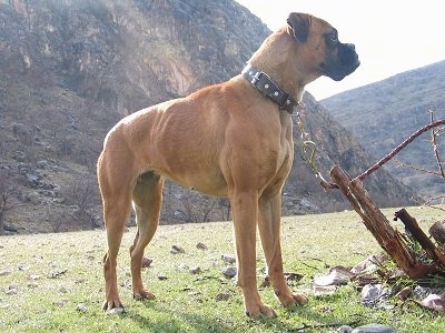 Jessica the Boxer looking into the distance and standing in a grassy area with tree branches in front of her and mountains in the background