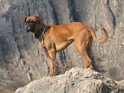 Jessica the Boxer standing on a rock with a leash on and a rock cliff in the background