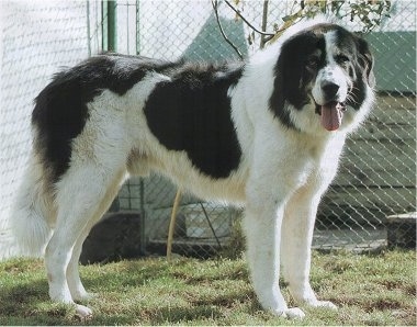 Jimmy de Humor the Bukovina Sheepdog standing outside in front of a chain link fence with its mouth open and tongue out