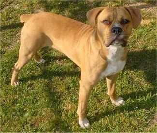 Bulloxer Dog Breed Information and Pictures
