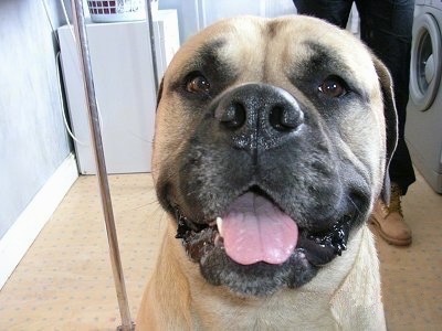 Close Up - Teano the Bullmastiff, with its mouth open and tongue out, sitting in a laundry room with a person behind it