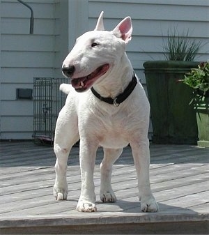 Bull Terrier standing on a back wooden deck with potted plants and a dog crate behind it