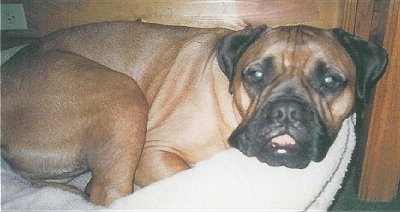 Close Up - Rock the Bullmastiff laying on a dog bed with a wooden wall behind him