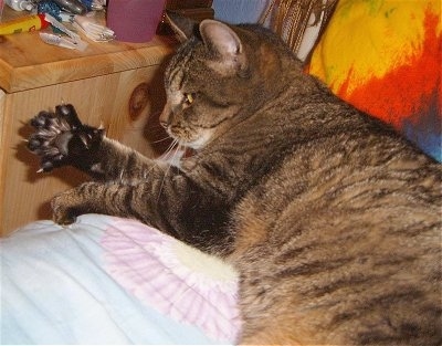 Rose the cat is laying on a bed extending out her claws