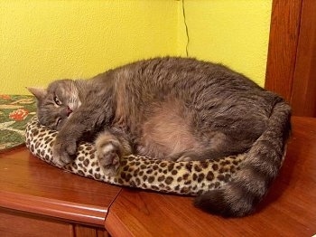 Shadeaux the Cat is lauying on a leopard print cat bed on top of a dresser