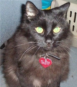 BoBo the black Chantilly Tiffany cat is wearing a red heart shaped tag sitting on a chair in in a mans lap next to a cat carrier