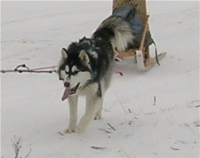 Kaltag the Canadian Eskimo Dog is running across snow pulling a sled