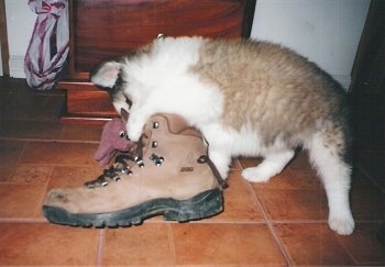 Keena the Canadian Eskimo puppy is standing on a brown tiled floor in front of a dresser and is chewing on a brown leather boot
