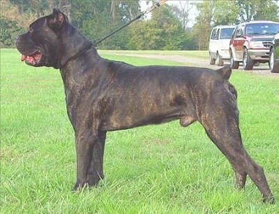 Cane Corso Italiano Dog Breed Information And Pictures