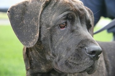 Close Up - Bella the Cane Corso Italiano puppy is looking to the right