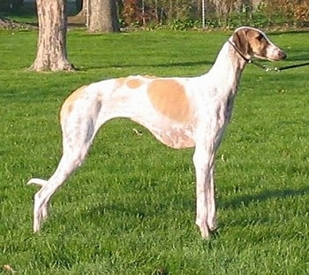 Right Profile - Caravan Hound is standing outside in grass with trees behind it
