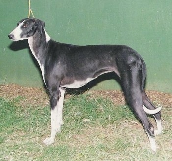 mudhol dog breed price