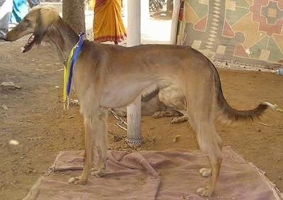 Left Profile - Amit Desai the Caravan Hound is standing on a towel inside of a structure that has a dirt floor