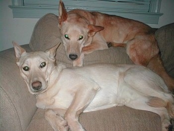 Rick and Annie the Carolina Dogs are laying on a couch. One is on the back of a couch and Another one is laying on against the arm