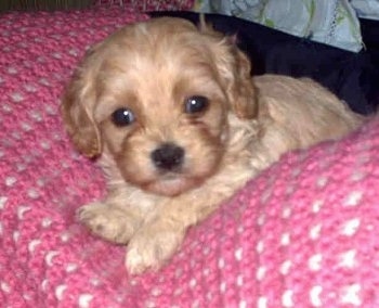 cross between a king charles spaniel and a poodle