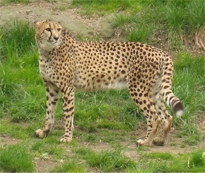 The left side of a Cheetah standing on grass and looking to the right.