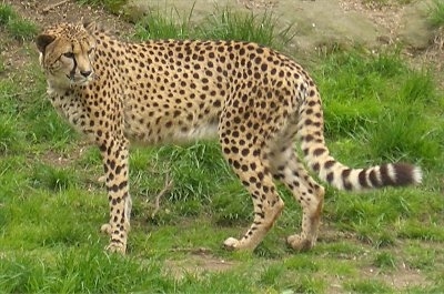 The left side of a Cheetah that is looking back and it is standing on grass.