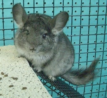 dark grey chinchilla