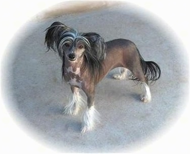 A Chinese Crested hairless is standing on concrete and looking at the camera holder