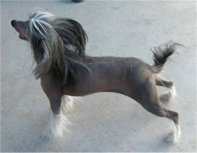 Left Profile - Zena the Chinese Crested hairless is posing and looking to the left