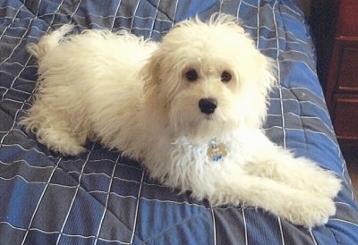 Chewy the white Cockapoo is laying up  on a human's bed on a blue comforter
