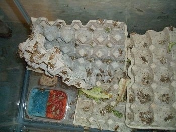 Live crickets that are climbing all over egg cartons