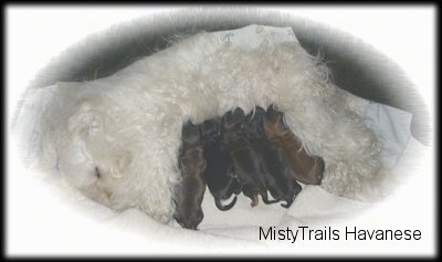 The left side of a white female dog that is sleeping on a blanket while 5 black and tan puppies feed.