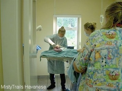 A doctor is performing a c-section on a female dog. The horn is out on the table and two other ladies are watching.