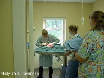 A doctor is performing a c-section on a female dog and there is a nurce bringing towels while a second lady watches. The dog's horn is laying out on the table on top of the blue sheet.