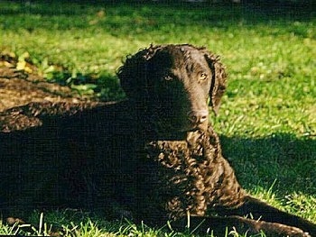 A Curly-Coated Retriever is laying down outside