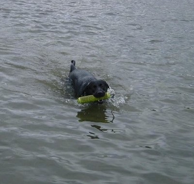 Cyrus the Black Lab is swimming through a body of water with a toy in its mouth