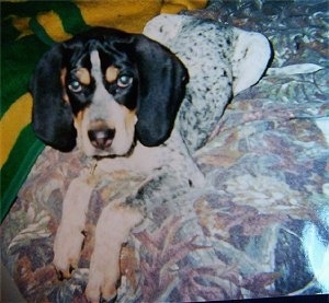 Bluetick Coonhound Puppy laying on a bed