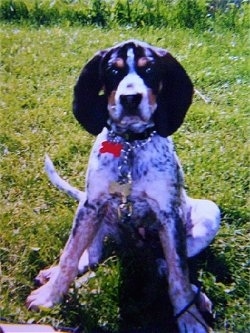 Bluetick Coonhound puppy sitting outside