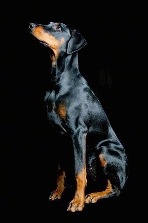 Mina the black and tan Doberman Pinscher is sitting in front of a black backdrop looking up and to the left