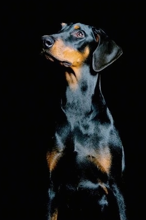 Close Up - Mina the black and tan Doberman Pinscher is sitting in front of a black backdrop looking up and to the left