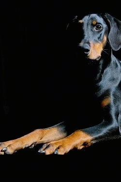 Close Up - Mina the black and tan Doberman Pinscher is laying in front of a black backdrop