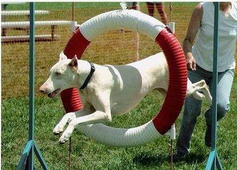 Frost the white Doberman Pinscher is jumping through a circular tube and there is a lady running behind him as he jumps
