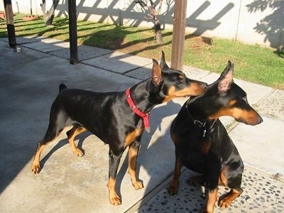 One Black and Tan Doberman Pinscher is standing on a stone porch and putting his face on the neck of the other black and tan Doberman Pinscher who is sitting and looking over to the right.