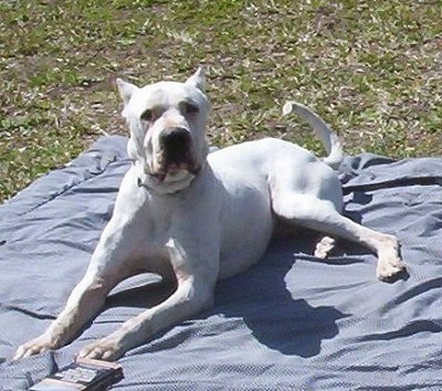 Nail the Dogo Argentino is laying outside on a blue blanket. He has his ears cropped.