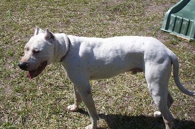 Nail the cropped eared Dogo Argentino is standing in a yard. There is a plastic toy slide behind it