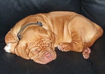 Gizmo the Dogue de Bordeaux puppy is sleeping on a black leather couch