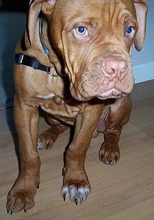 Close Up - Gizmo the Dogue de Bordeaux puppy is sitting on a hardwood floor