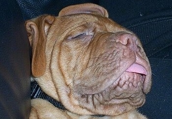 Close Up head shot - Gizmo the Dogue de Bordeaux puppy is sleeping on a black leather couch. Its mouth is open and tongue is out